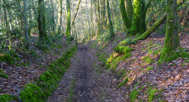 Chemin de la campagne de Quéven (Morbihan).©Tous droits réservés