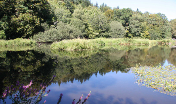 Rivière du Scave dans la forêt à Quéven