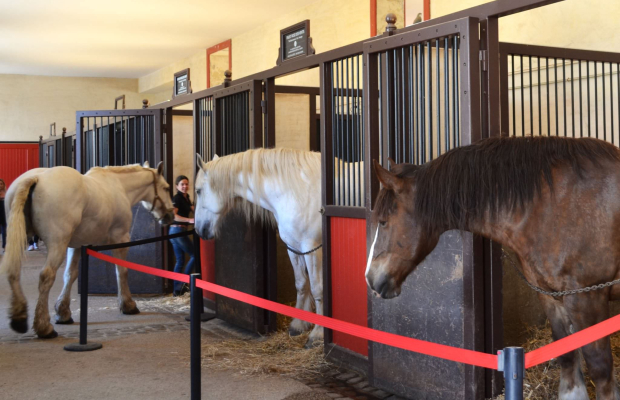 Visite des chevaux dans les écuries du Haras National d'Hennebont (Morbihan)