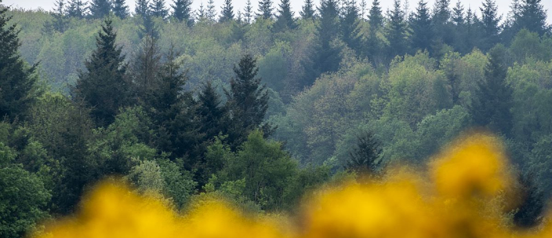 Vue sur les arbres de la forêt légendaire de Brocéliande - Paimpont (Bretagne)