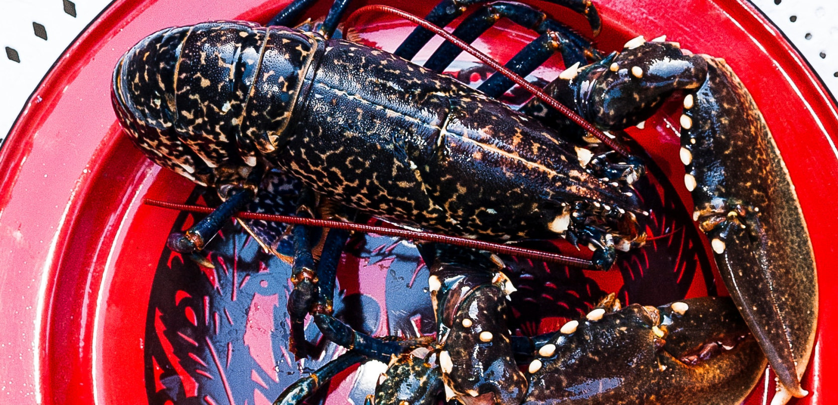 Homard bleu de la côte lorientaise ©Xavier DUBOIS-LBST Homard bleu de la côte lorientaise