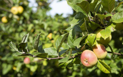 Pommes du verger, producteur de cidre local