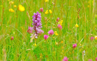 Les fleurs des prairies au printemps.